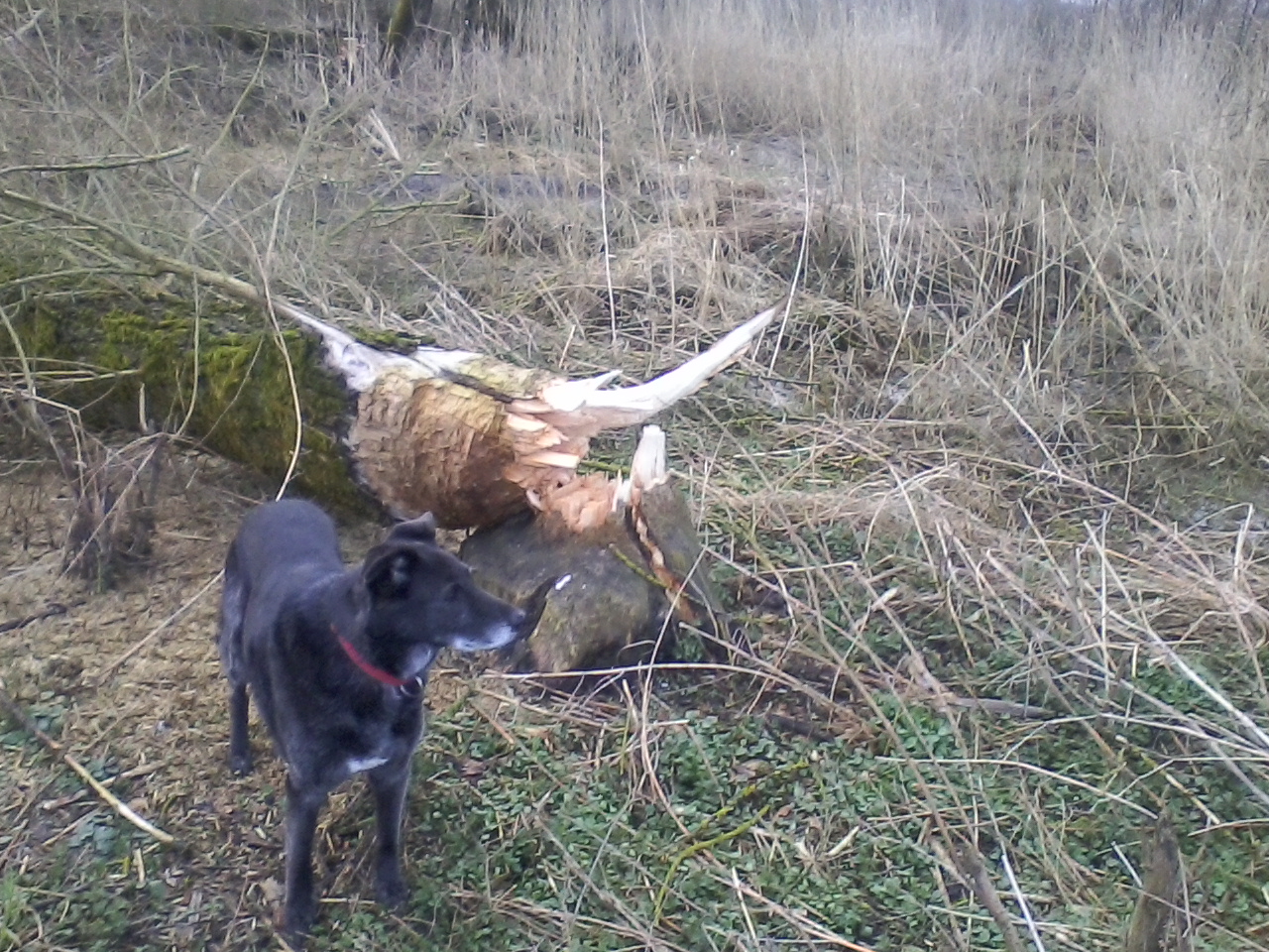 Ich war's auch nicht.jpg (1280 x 960)